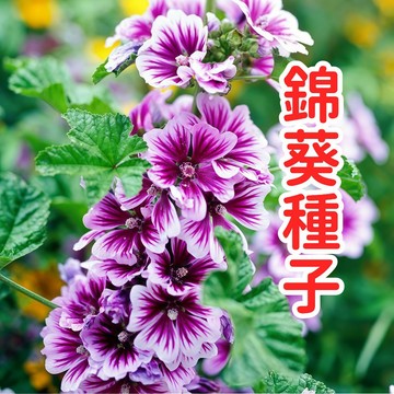 臺灣現貨 錦葵種子 山芙蓉 錢葵 淑氣花 棋盤花 草本花卉 易種好養 四季可播 香草植物 綠化庭院 盆栽地栽 蜜源植物