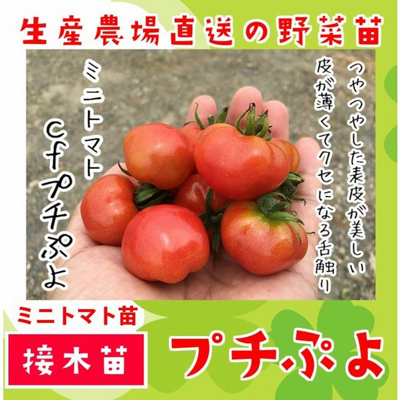 てしまの苗 ミニトマト苗 Cfプチぷよ 断根接木苗 野菜苗 9ｃｍポット人気野菜苗 通販 Lineポイント最大0 5 Get Lineショッピング