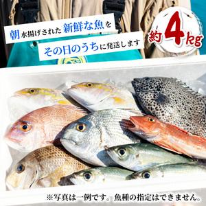 ふるさと納税 産地直送！ 海陽町より旬の魚をお届け！ 鮮魚セット 中セット 約４kg  詰め合わせ  徳島県海陽町