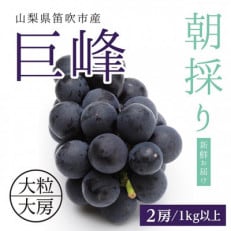 山梨県産種なし巨峰2房(計1kg以上)