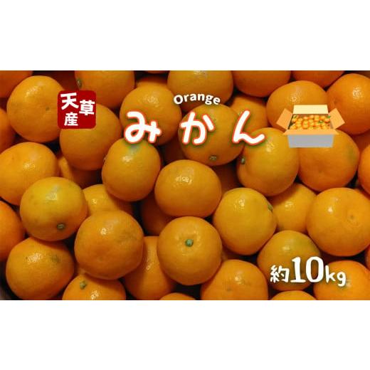 ふるさと納税 熊本県 苓北町 天草産 みかん 約10kg