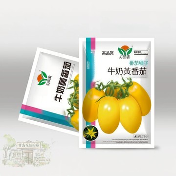 現貨🍅原廠大包裝 牛奶黄番茄種子（約100粒） 黃羅曼番茄 中大果西紅柿黃金水果柿子生吃水果蔬菜種子/原裝包對版