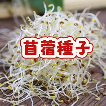 次日達-（苜蓿種子）當季新籽 發芽率高 營養豐富 產量高 耐寒耐旱 陽台庭院盆栽種子 新手易種植#自留種