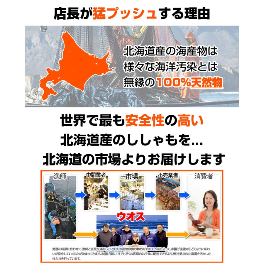 北海道産 本ししゃも メス30尾 送料0円 本物ししゃも ししゃも シシャモ Shishamo 柳葉魚 道産ししゃも 干物 魚 肴 お正月 お歳暮