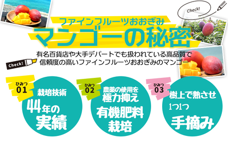 農園一番人気の完熟アップルマンゴー　秀品・約2kg農園から直送！