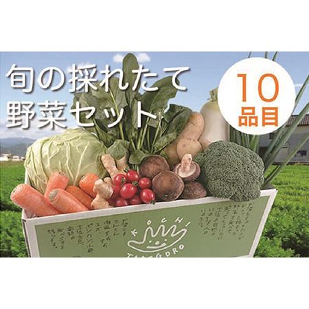 ふるさと納税 旬の採れたて新鮮野菜セット10品目「新鮮だから美味しい！」 高知県香美市