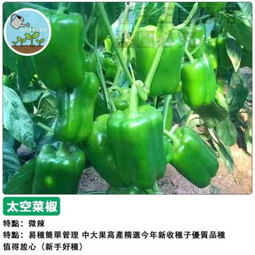 太空椒種子（小辣） 長方椒荷蘭椒高產圓椒菜椒四季播種辣椒種子盆栽蔬菜種子 採收新鮮 居家種植 農耕樂趣