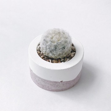 (預購) 莫蘭迪粉系列 | 白星 毛絨絨 小圓形漸層水泥仙人掌植栽