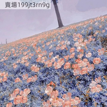 現貨 月見草種子（1000粒）四季種植 包對版 發芽率95%以上 新手易種 室內外陽台庭院盆栽花卉種子