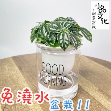 現貨 小品文化 冷水3吋早安免澆水懶人盆栽簡單好種植觀葉植物半陰植物自動吸水創意花盆居家 蝦皮商城 Line購物