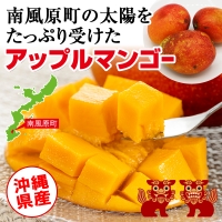 生産組合が育てる神里のマンゴー2kg　家庭用