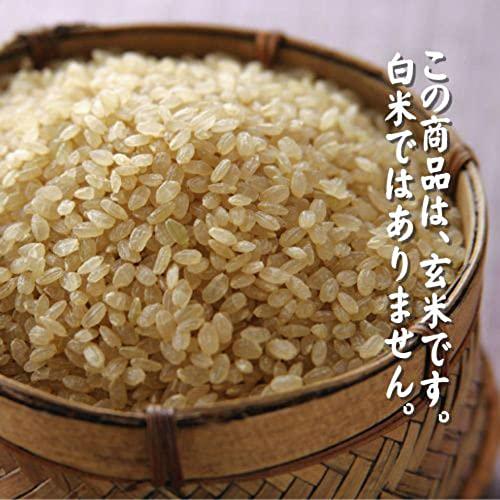 福島県産 玄米 石抜き処理済 ミルキークイーン 10kg(5kg×2袋) 令和4年産