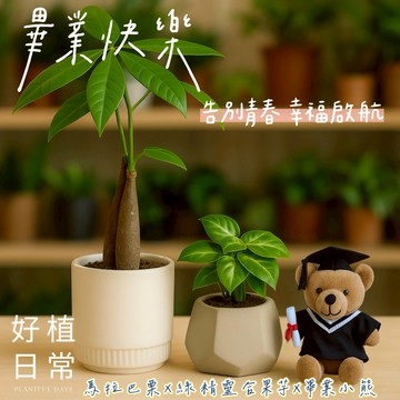 【好植日常】｜幸福小熊組｜一盆清新，一盆豐盛。 在青春告別的日子裡，願你收穫平靜與踏實， 帶著祝福，一路發發