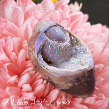 【土桑展精選寶物】水光晶簇貝殼化石200702-2 (珠寶等級)