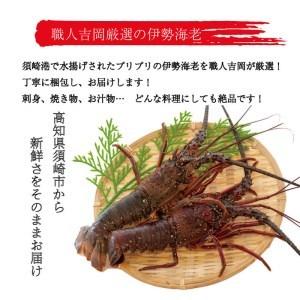 ふるさと納税 伊勢海老 2kg 以上 冷凍 鍋 刺身 高級 伊勢エビ イセエビ 高知県 須崎市 伊勢海老 刺身伊勢 海老蒸し 伊勢海老 海鮮丼 伊勢えび お.. 高知県須崎市