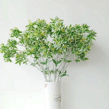 高檔仿真綠植插花配草銀邊翠清新白綠色鳴子葉 花藝配材 葉上白