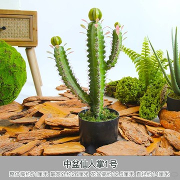 ins北歐風仿真仙人掌球盆栽假仙人柱裝飾盆景室內家居綠植物擺件