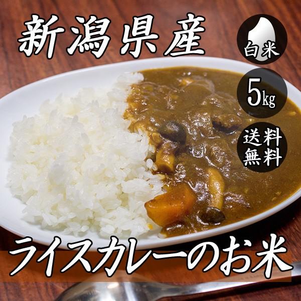 お米 5kg 新潟産 ライスカレーのお米 5kg×1袋 送料無料 令和5年産 米 白米