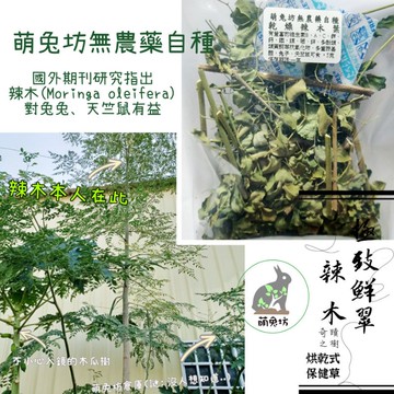 萌兔坊 辣木 乾燥辣木 親自種植 無農藥 兔子天竺鼠可食 辣木葉  寵物保健草 極致鮮翠