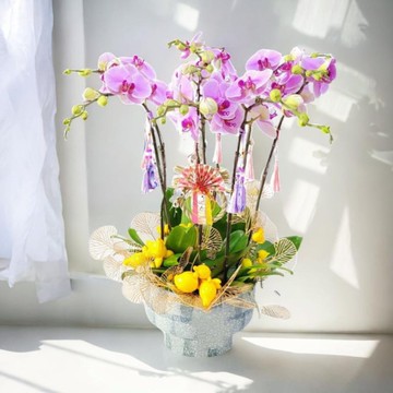 格蘭花店 - 溫文爾雅蝴蝶蘭大花8棵 (GF00312)