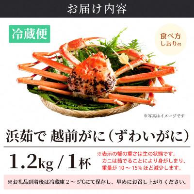 ふるさと納税 越前町 ≪浜茹で≫ 越前がに 特大サイズ(生で1.2kg以上) × 1杯