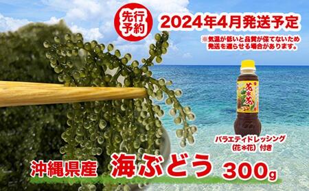 先行予約！2024年4月頃発送　海ぶどう300ｇ