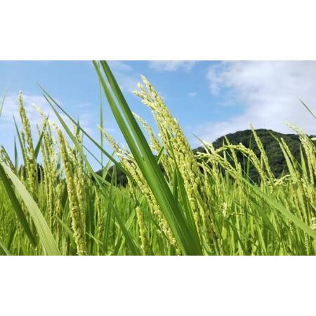 ふるさと納税 令和5年産　玄米 天日干し 自然栽培米 コシヒカリ 10kg ひえばた園 富山県魚津市