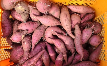 冷凍焼き芋 紅はるか 1.8kg 新潟県柏崎産 [B571]