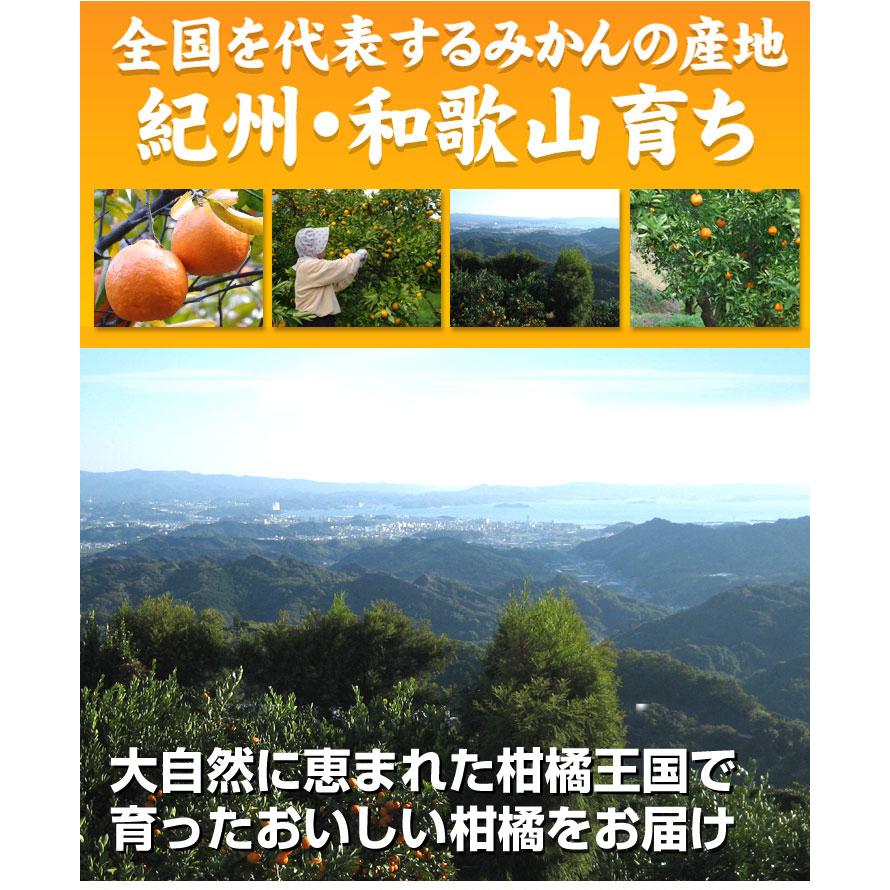 みかん 10kg 紀南の極甘みかん 和歌山産 蜜柑 ご家庭用 送料無料 食品