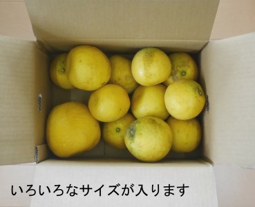 先行予約 2024年6~7月定期便 訳あり 河内晩柑 5kg 3回 旬 お届け 国産 柑橘 訳あり 河内晩柑 果物 果実 フルーツ 訳あり 河内晩柑 愛媛 みかん 吉田 農園 訳あり 河内晩柑 蜜柑 ブランド オレンジ 愛媛 訳あり 河内晩柑 愛南 産 ビタミン おいしい 訳あり 河内晩柑 生産者 産地 直送 産直 訳あり 河内晩柑 定期便