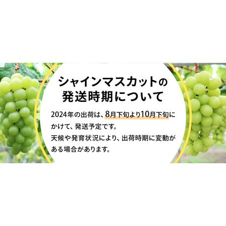 ふるさと納税 2024年発送山梨県産 シャインマスカット2房 (1.2kg以上) フルーツ シャイン 山梨県産 シャインマスカット 2.. 山梨県富士吉田市