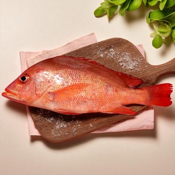 【一夫水產】紅魚/紅雞母（400g/尾）