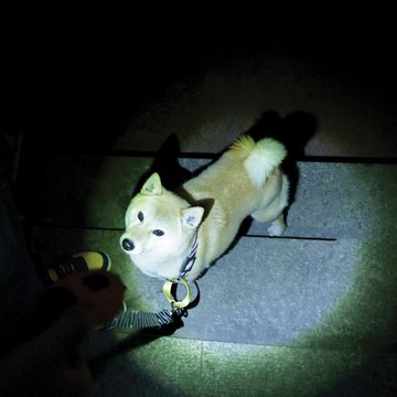 【MPETS】安全又方便! 犬用2合1 LED手電筒便便袋