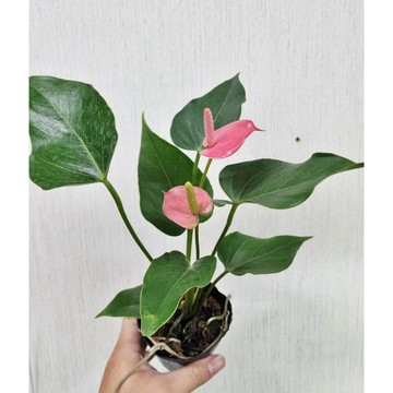 P老闆園藝~粉冠軍火鶴花 3吋盆