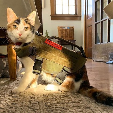 Onetigris 戰術貓胸帶 (野獸魔精系列)