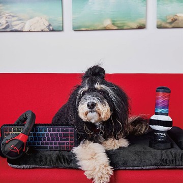 【狗狗玩具 HyperX 3件組】寵物  啾啾聲 抗憂解壓