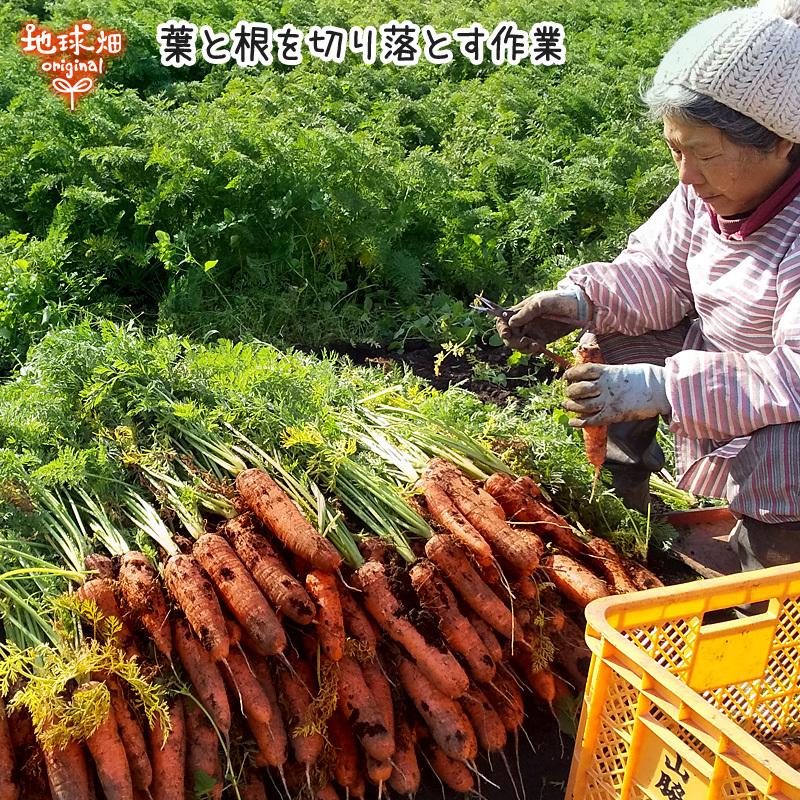 訳あり にんじん 18kg 有機栽培 鹿児島県産 宮崎県産 化学肥料・農薬・除草剤不使用 規格外 ジュース用 訳有 B品 人参 有機JAS 常温便 発送期間11月下旬〜6月