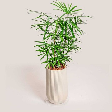 高大棕櫚竹水泥盆栽 落地盆栽 大盆栽 條紋白高盆 開幕送禮