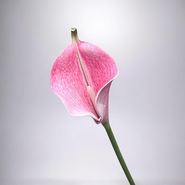 FLORAL M 氣質仙女粉色海芋仿真花花材 5個  1件  粉色