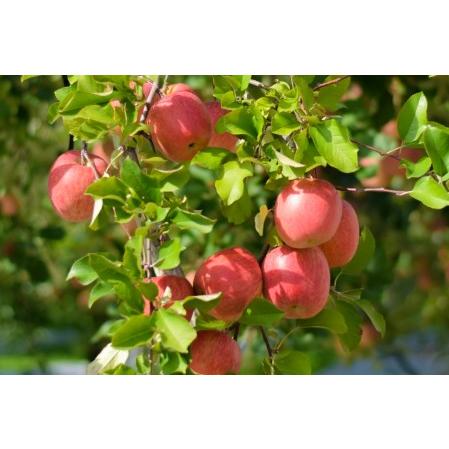 ふるさと納税   りんご 約10kg 青森産 品種おまかせ2種以上 青森県五所川原市