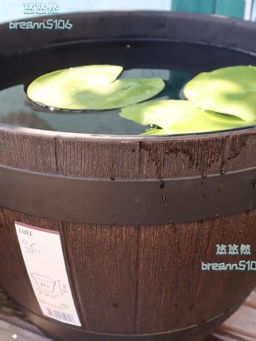 碗蓮盆 缸碗蓮 專用盆 特大號無孔 水培 睡蓮盆 缸陽大口徑塑料 荷花盆-500