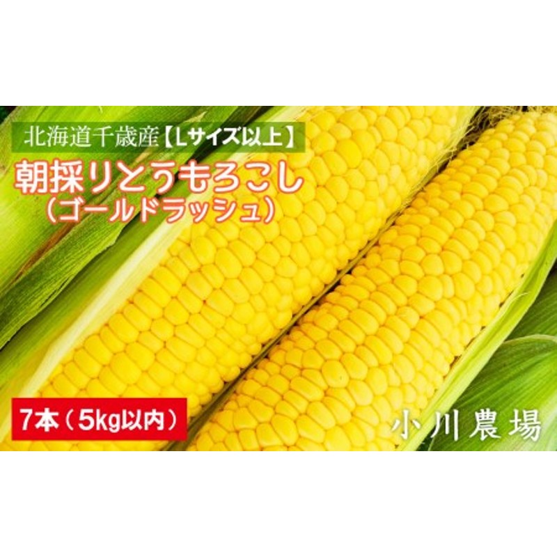 2023年発送予約☆北海道千歳産【Lサイズ以上】朝採りとうもろこし