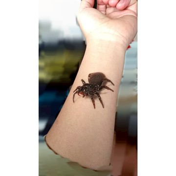 黑色蜘蛛 3D 立體 紋身貼紙 SPIDER 超立體 搞笑 送禮 IG 持久 真實 紋身貼  萬聖節 惡搞 長腳蜘蛛