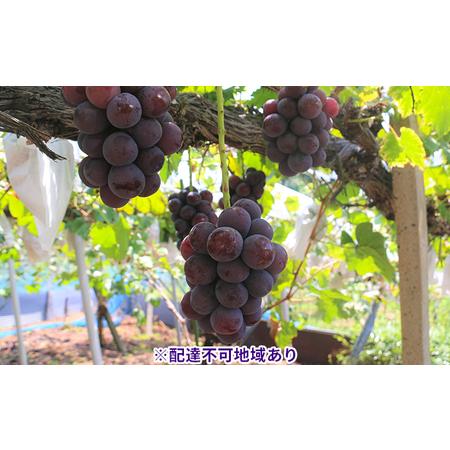 ふるさと納税 ぶどう 2024年 先行予約 岡山県産 ニューピオーネ （ 種無し ）約4kg（6〜10房） ブドウ 葡萄 岡山県.. 岡山県里庄町