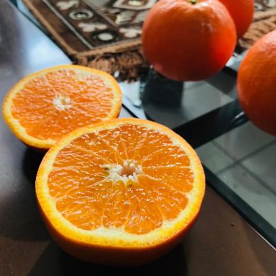 ふるさと納税 湯浅町 有田育ちの爽快セミノールオレンジ(ご家庭用)　約10kg