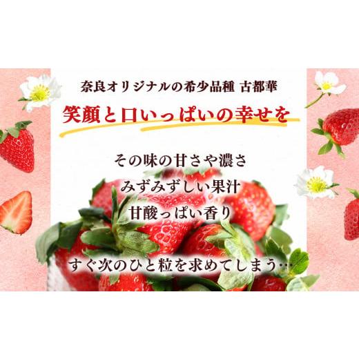 ふるさと納税 奈良県 平群町 いちご 平群の古都華 2L 〜 3L サイズ （2パック×2回）計4パック 扇田農園