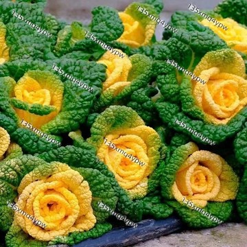 台灣現貨 烏塌菜種子（250粒）  四季菜園蔬菜種子耐寒黃金烏塌菜菊烏纔娃娃蔬菜種子白菜 四季種植 超高產