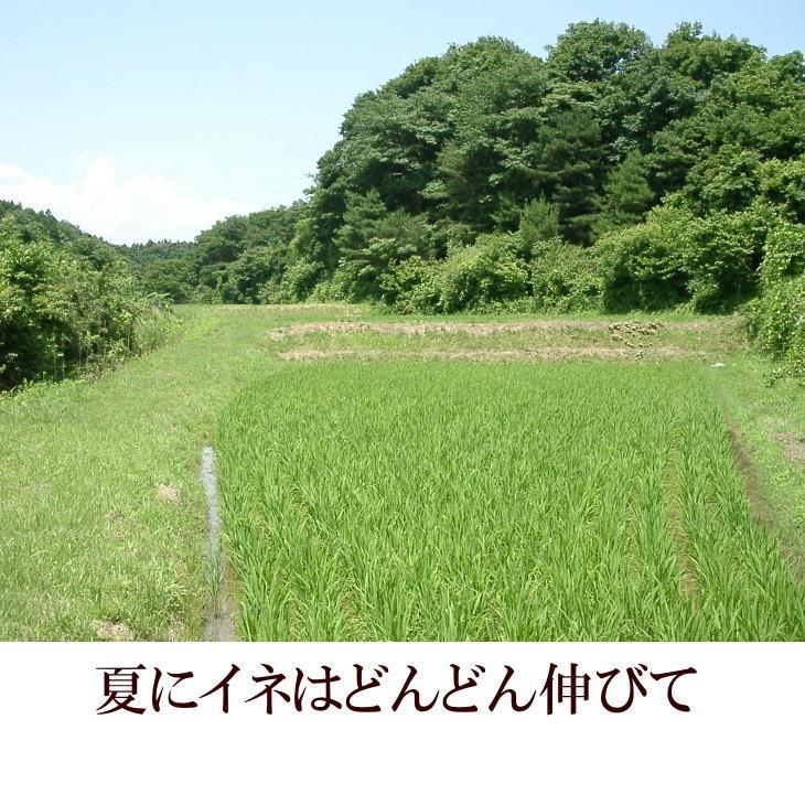 米　新米　店長が作ったお米　ひとめぼれ　5kg　天日干し　白米　玄米もOK　令和5年産米　送料無料　5キロ　天日乾燥　岩手県産　発送日当日精米