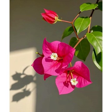 台灣現貨現發 矮化耐寒巴西三角梅種子 多色可選 盆栽 爬藤花卉 庭院圍墻陽臺四季開花 新手易種植