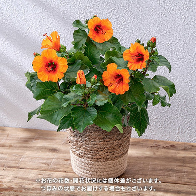 母の日 ハイビスカス プチオレンジ ラン 鉢物 観葉植物 通販 Lineポイント最大13 0 Get Lineショッピング